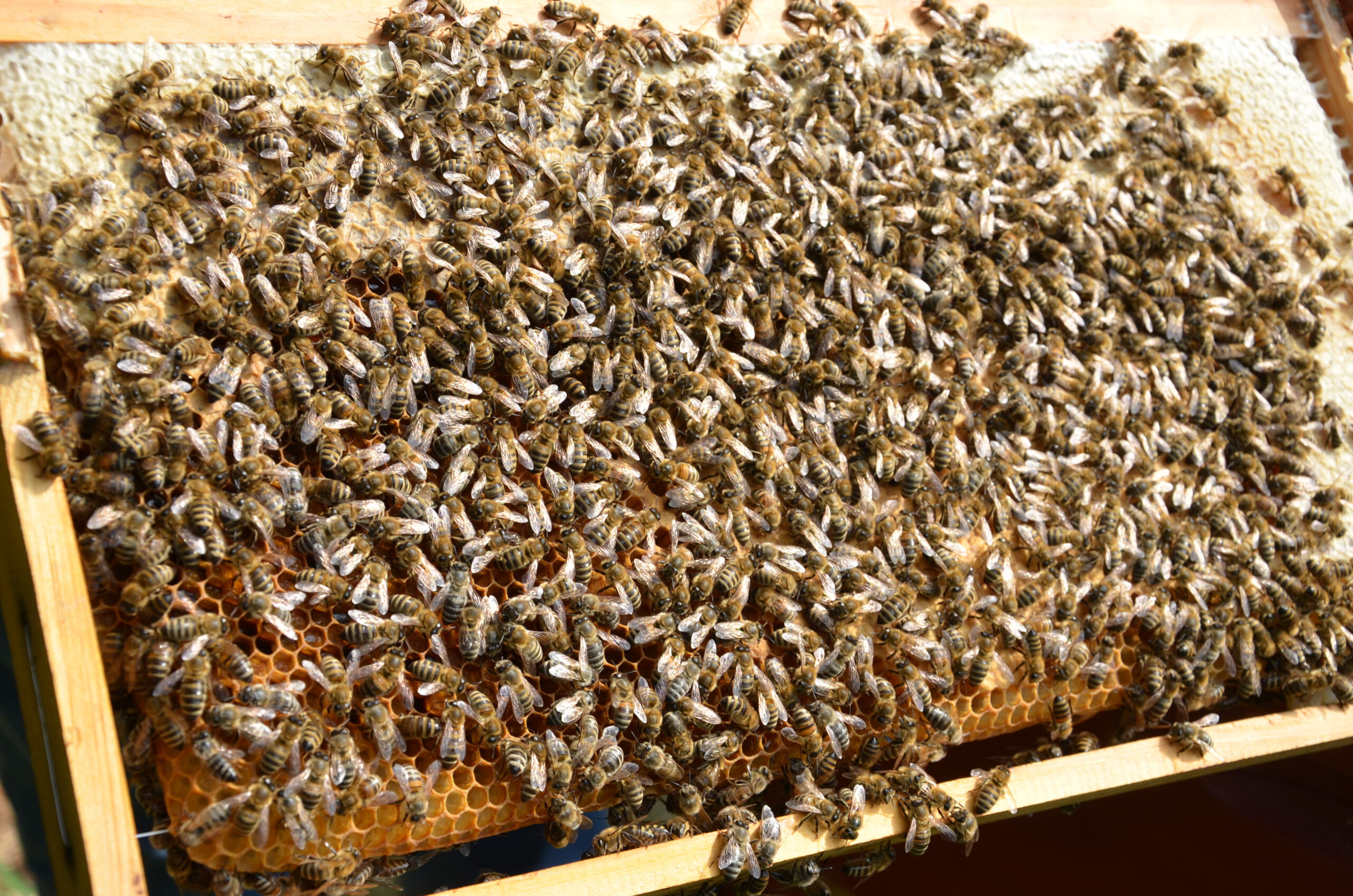 II. The Therapeutic Benefits of Beekeeping
